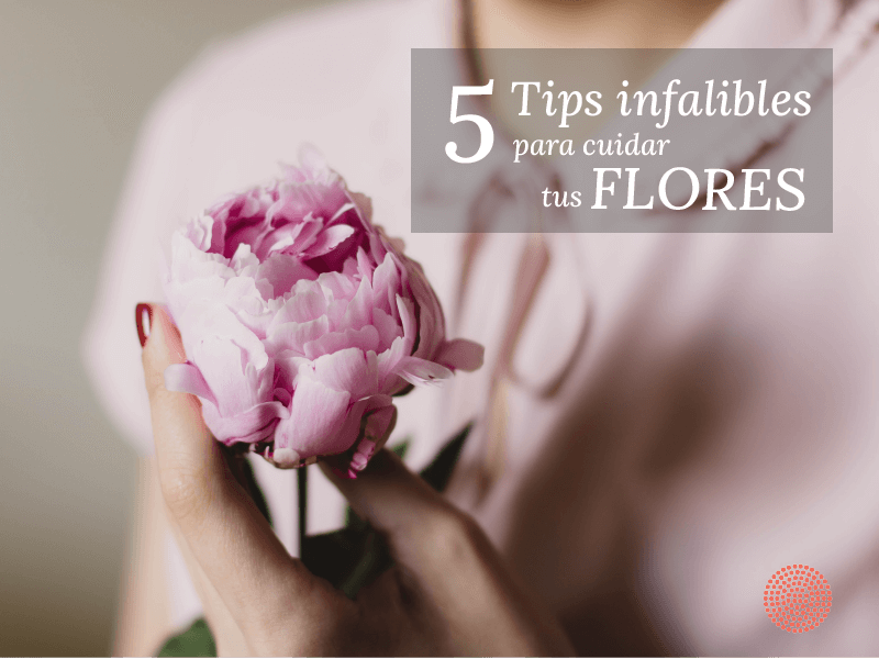 Los 5 pasos básicos para extender la vida de tus flores